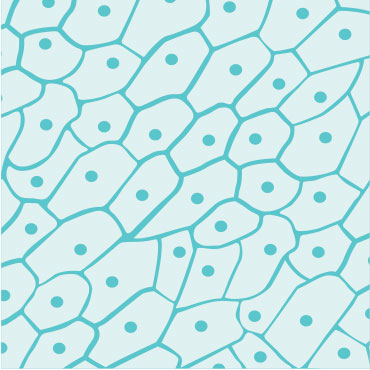 Skin-Cells-pattern
