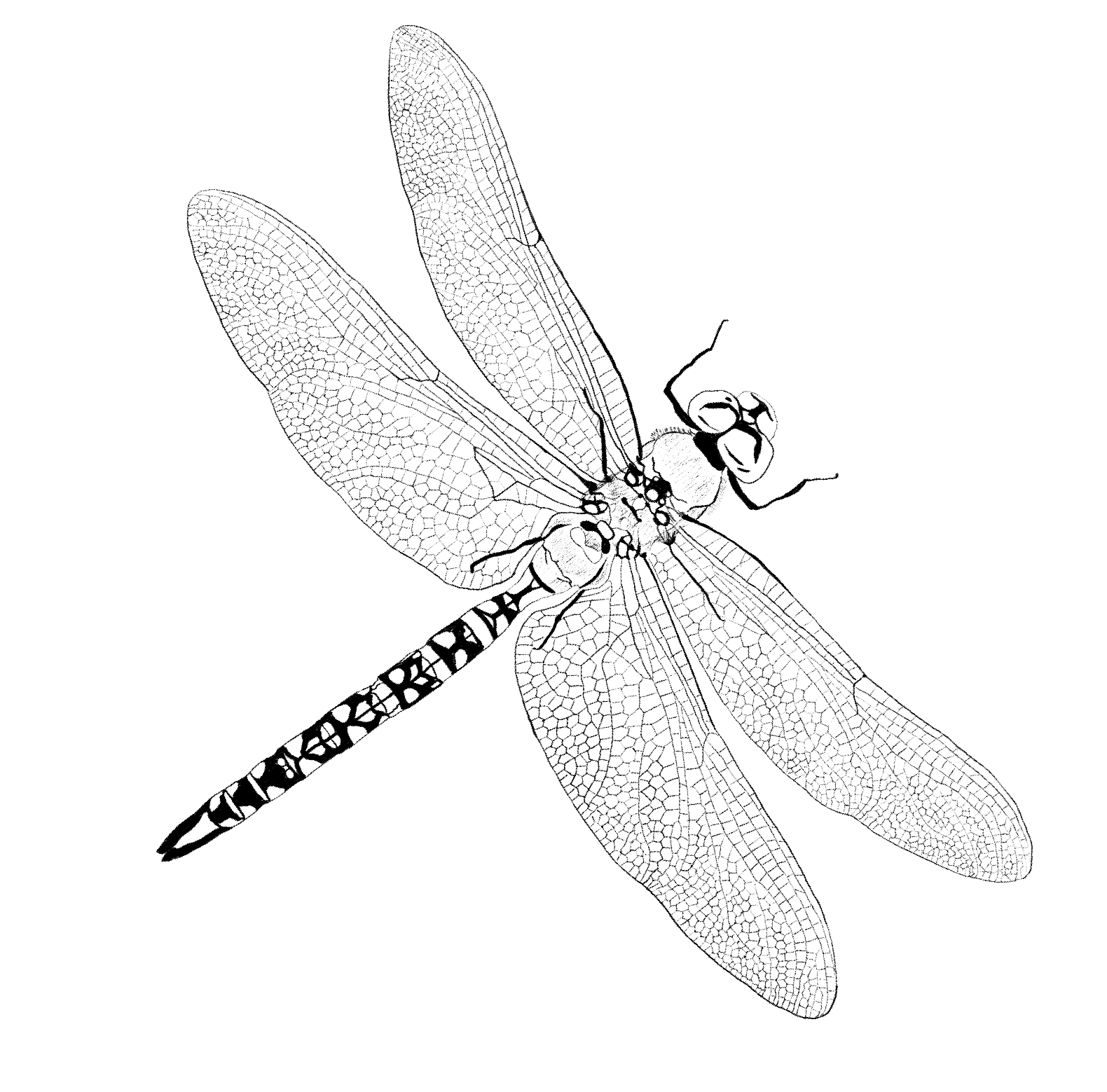 dragonfly-01
